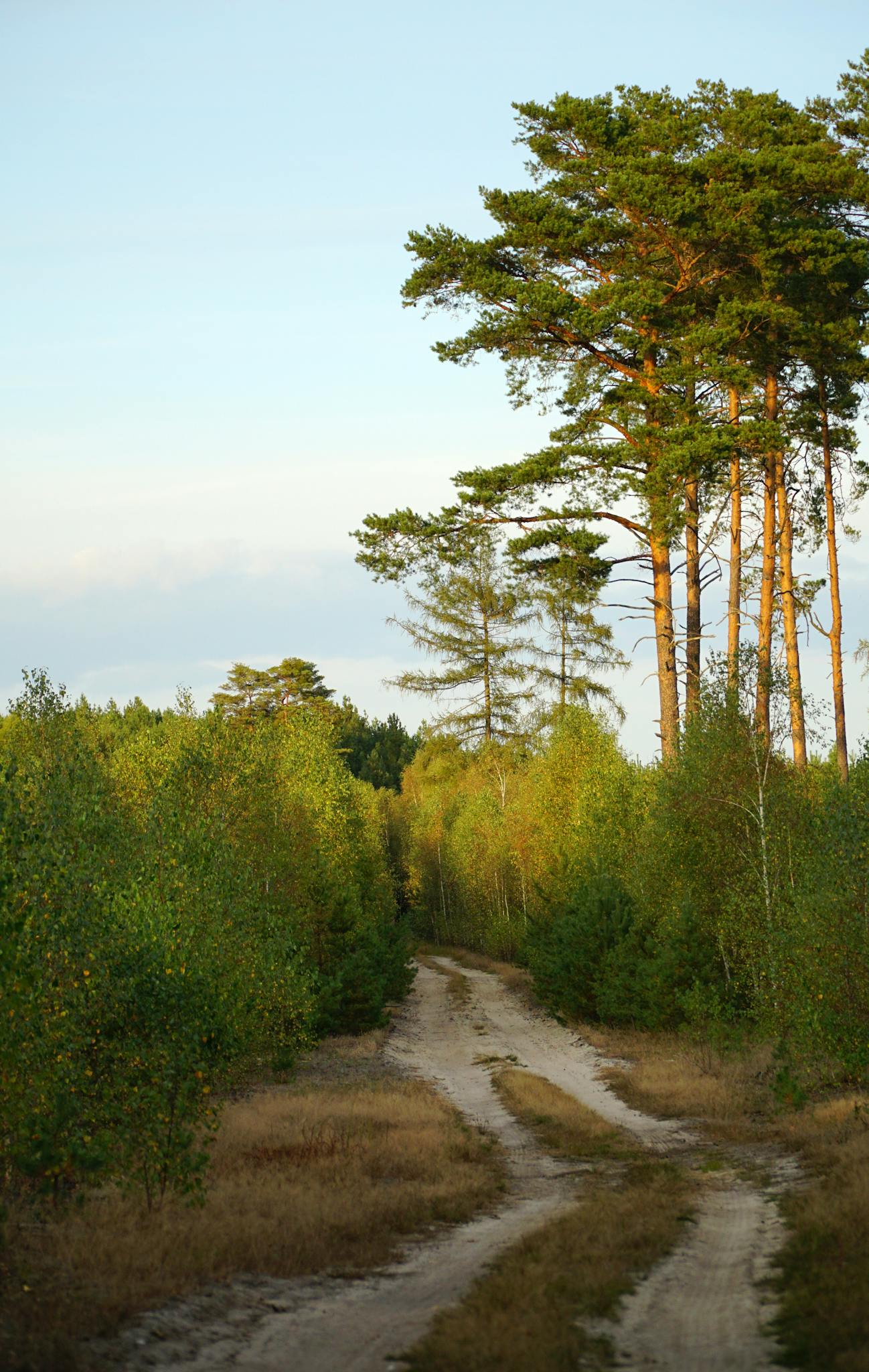 A peaceful forest path surrounded by tall pines and lush greenery in Sulęcin, Lubuskie, perfect for nature walks.