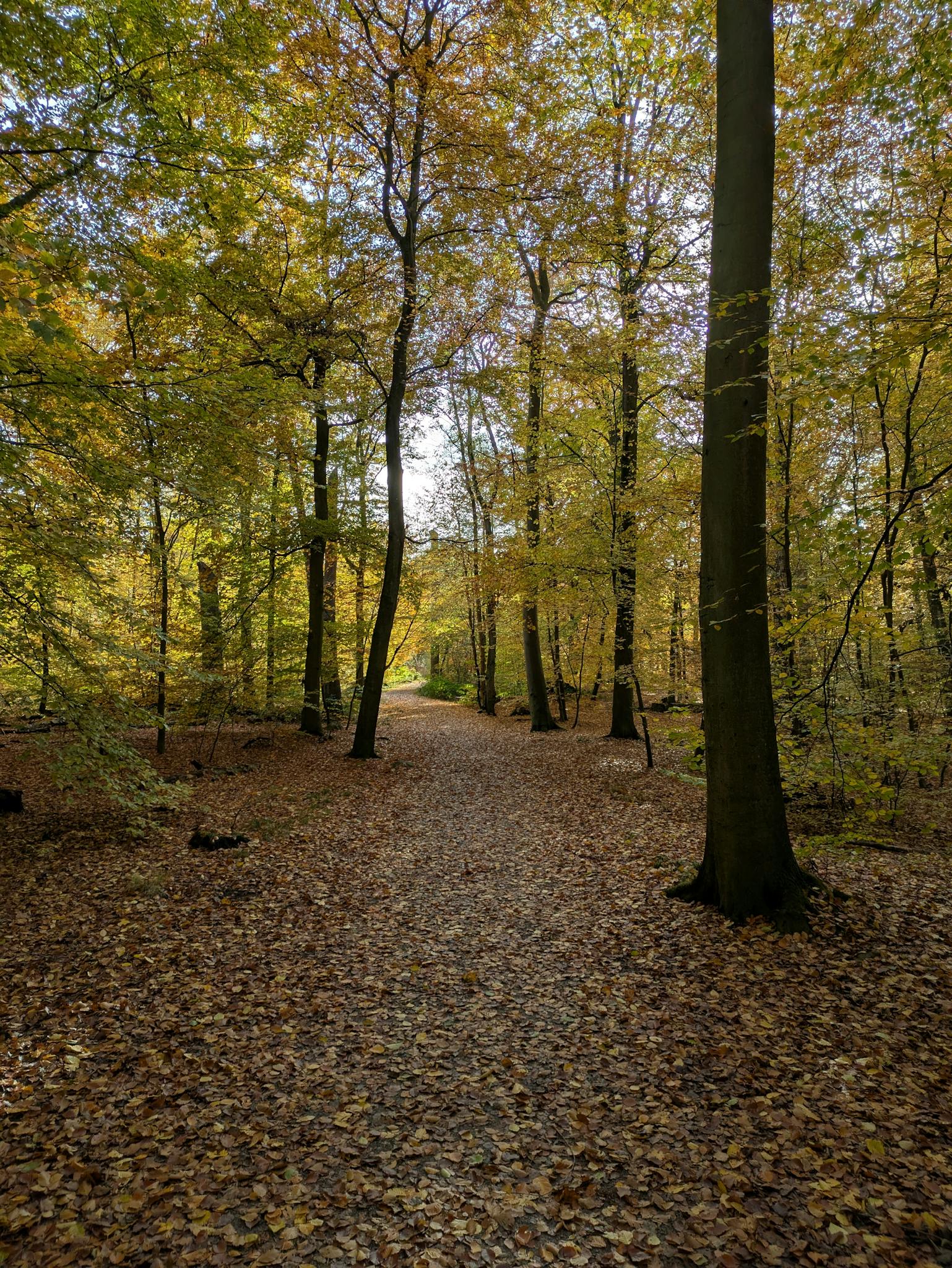 A serene pathway in a forest adorned with golden autumn leaves creating a peaceful ambiance.